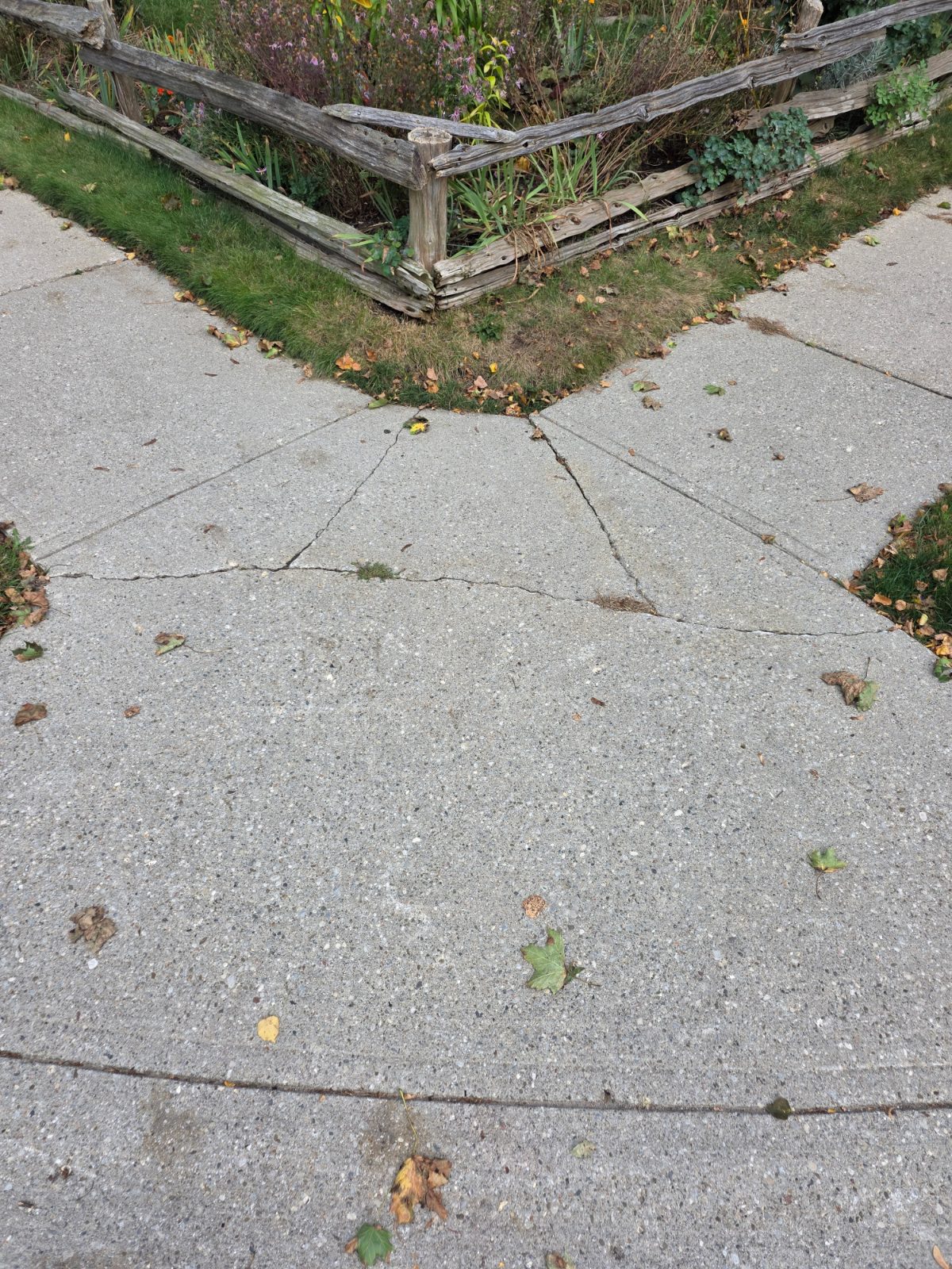 Sidewalk damage reported on Argyle Drive.
