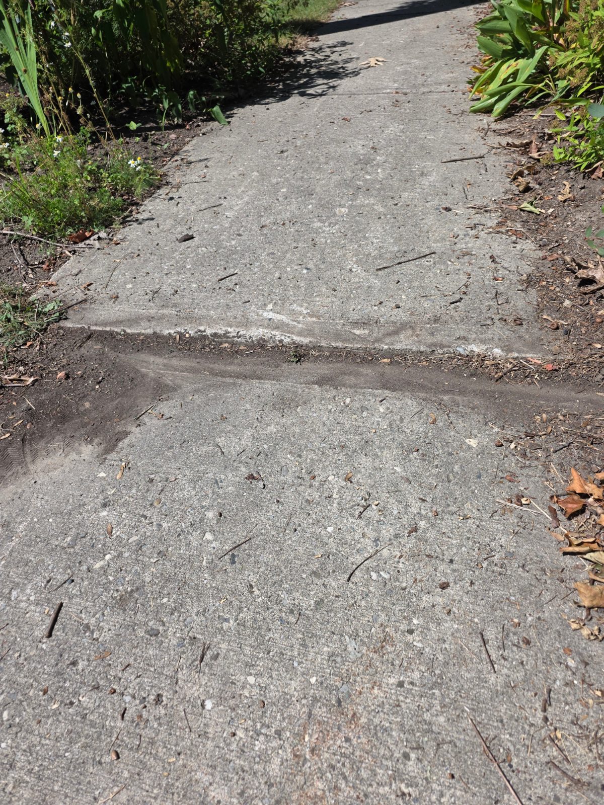 Sidewalk damage reported on Forest Hill Drive.